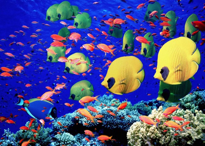Coral reefs and amazing fish on Egypt's Red Sea