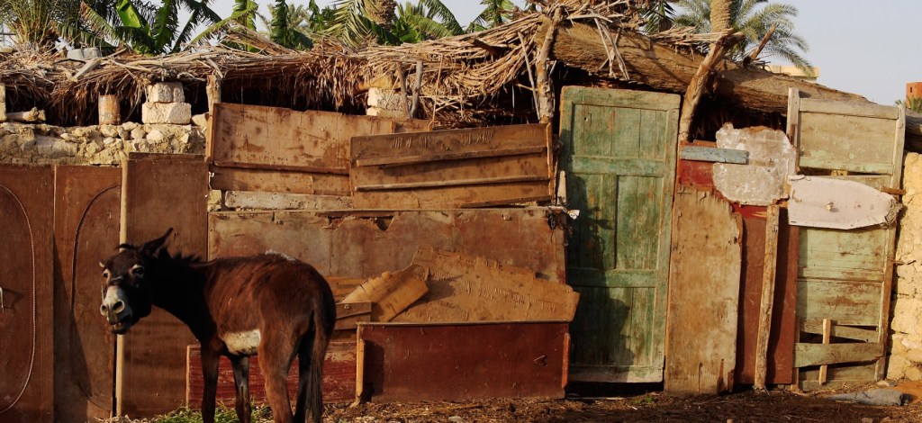 A donkey friend outside the Fayoum Pottery School.